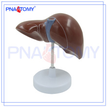 PNT-0469 modelo anatômico do fígado presente médico